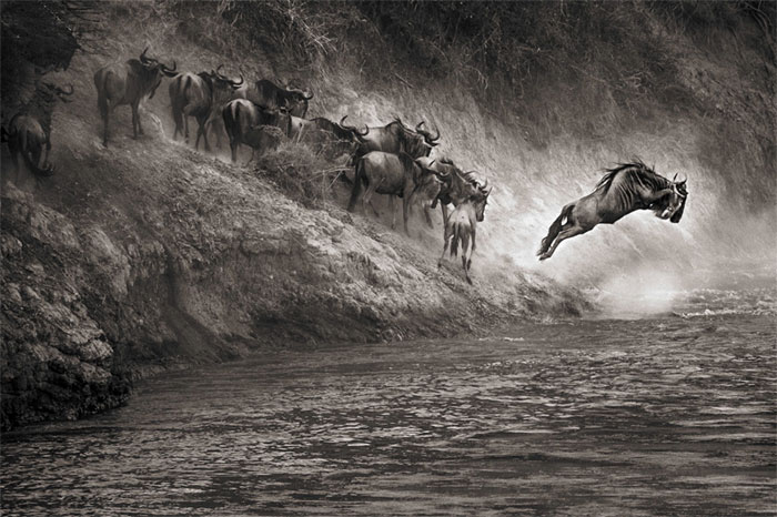 Picture 12 of Nature photos won the Big Picture award