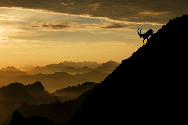 Picture 13 of Nature photos won the Big Picture award