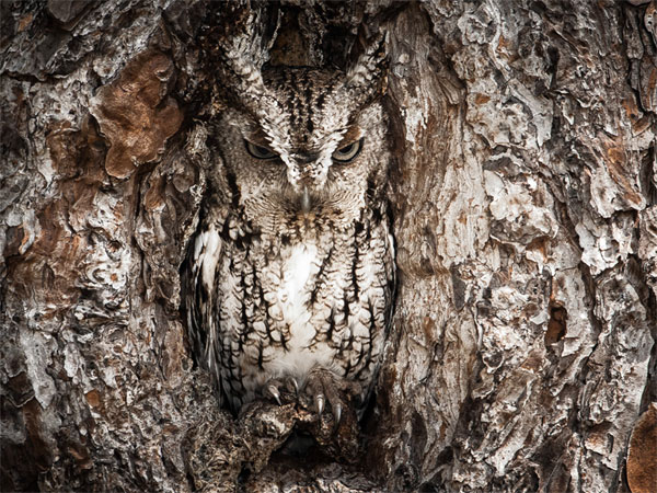 Picture 14 of Nature photos won the Big Picture award