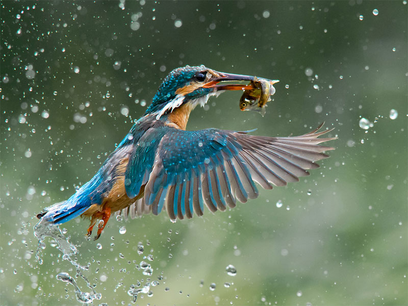 Picture 15 of Nature photos won the Big Picture award