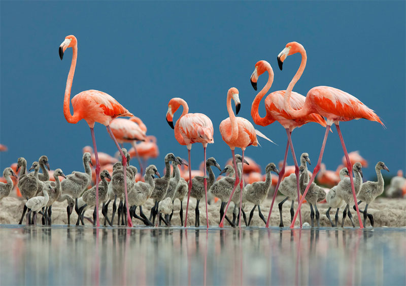 Picture 16 of Nature photos won the Big Picture award