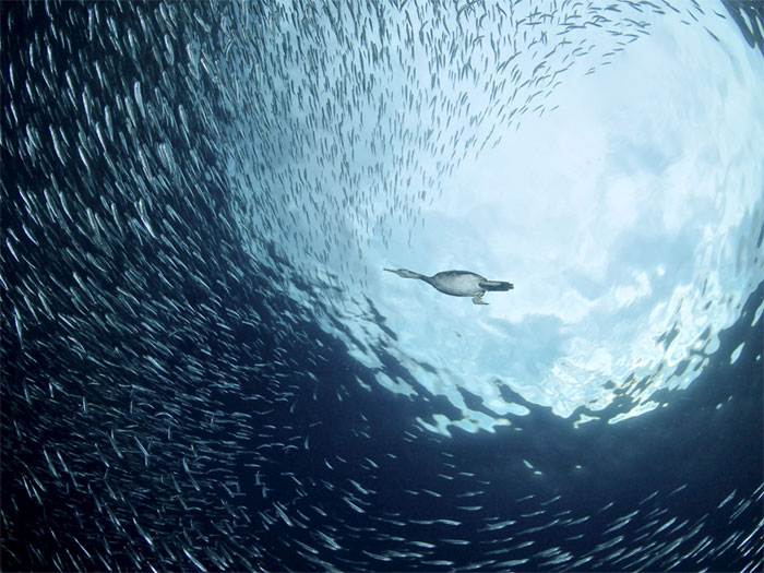 Picture 17 of Nature photos won the Big Picture award