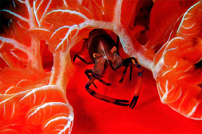 Picture 18 of Nature photos won the Big Picture award