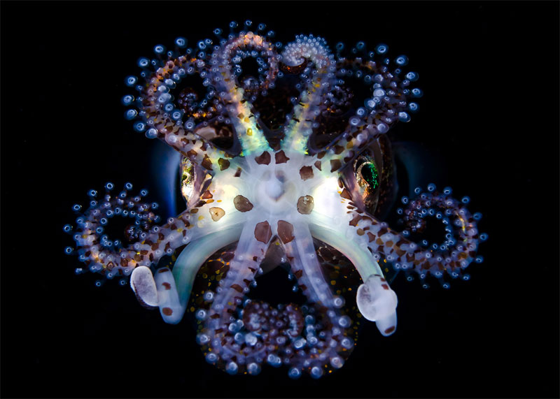 Picture 19 of Nature photos won the Big Picture award