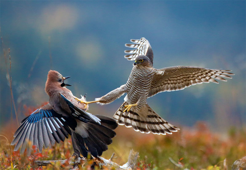 Picture 2 of Nature photos won the Big Picture award