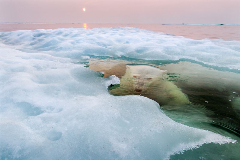 Picture 3 of Nature photos won the Big Picture award
