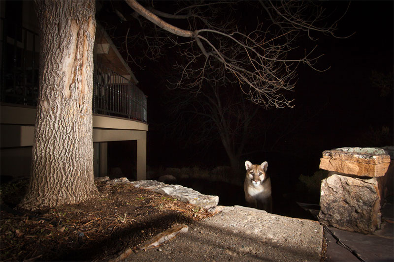 Picture 5 of Nature photos won the Big Picture award