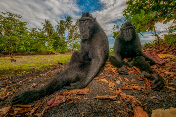 Picture 9 of Nature photos won the Big Picture award