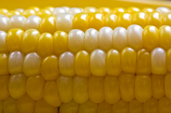 Picture 3 of Nature rebelled against biotechnology