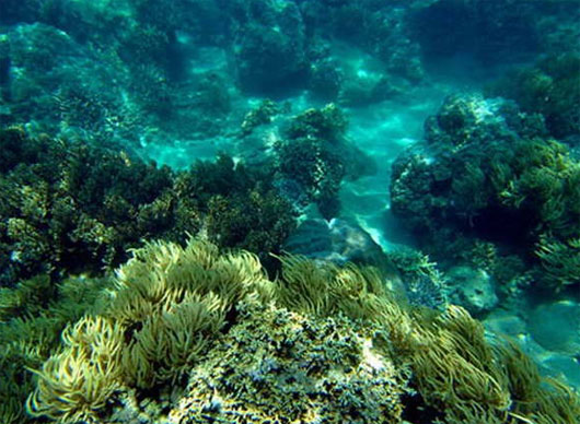 Picture 1 of Nearly 1 billion VND regenerates Khanh Hoa's coral reef