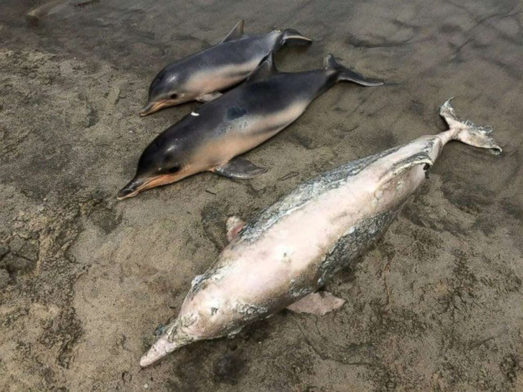 Picture 1 of Nearly 100 bodies of gray dolphins drifted to the coast of Brazil
