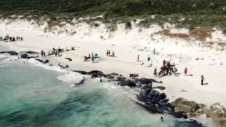 Picture 2 of Nearly 150 whales die on the coast of Australia