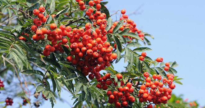 Picture 1 of Nearly 60% of typical European tree species are endangered