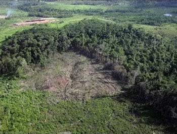 Picture 1 of Nearly 95% of tropical forests are in danger