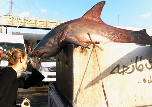 Picture 3 of Nearly extinct sharks are sold in fish markets