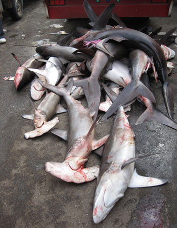 Picture 4 of Nearly extinct sharks are sold in fish markets