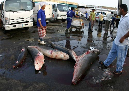 Picture 6 of Nearly extinct sharks are sold in fish markets