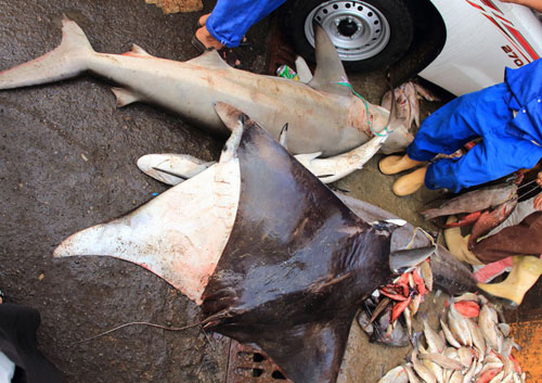 Picture 7 of Nearly extinct sharks are sold in fish markets