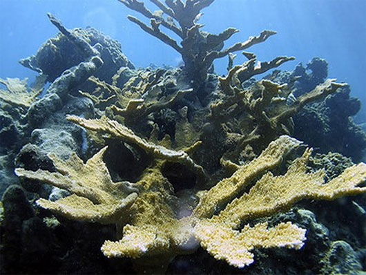 Picture 1 of Nearly one third of Indonesia's coral reef area has been destroyed