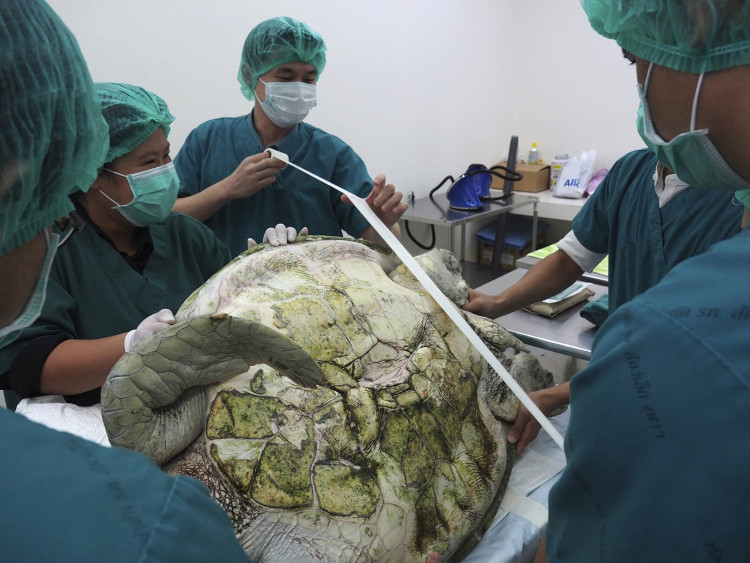 Picture 1 of Nearly thousands of coins were collected in the belly of Thai sea turtles