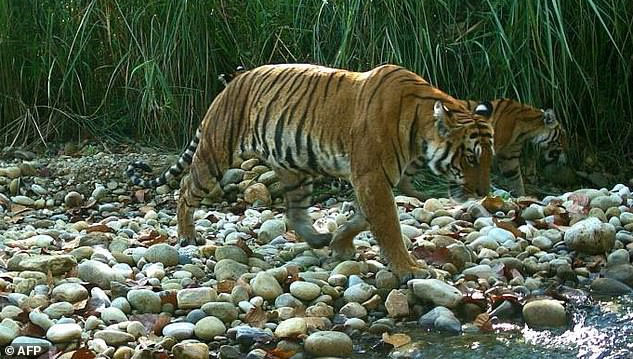 Picture 1 of Nepalese tiger is reviving, the number doubled in less than a decade
