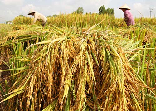 Picture 1 of New AC5 rice variety has high yield