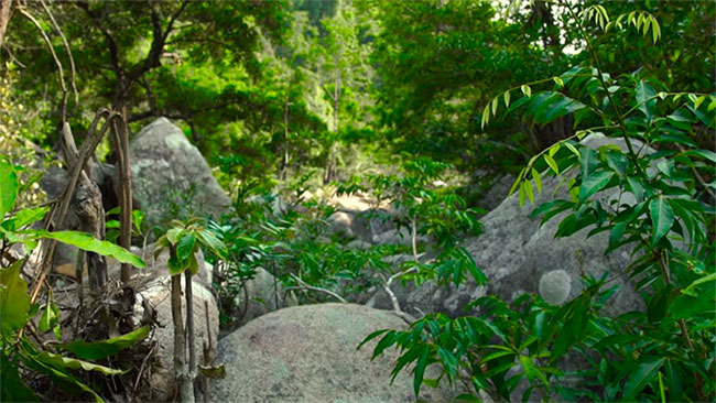 Picture 1 of New antibiotic discovered in tropical forest