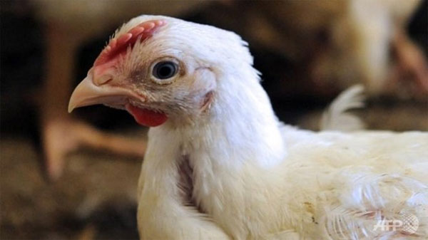 Picture 1 of New bird flu detected in the Netherlands