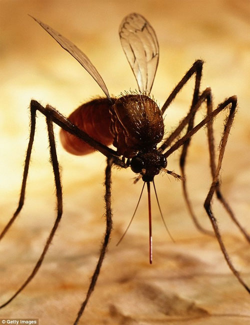 Picture 2 of New breakthrough helps 'kill' mosquitoes on a large scale