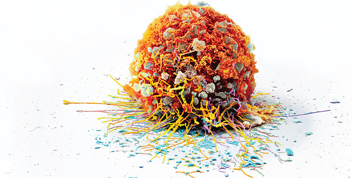 Picture 1 of New breakthrough in immunotherapy for immunotherapy