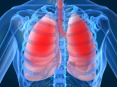 Picture 1 of New breakthrough in pig lung transplant on people