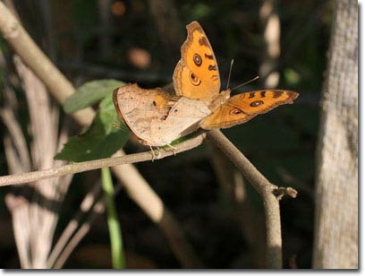 Picture 1 of New collection of butterflies on Phu Quoc Island