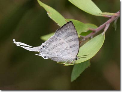 Picture 10 of New collection of butterflies on Phu Quoc Island