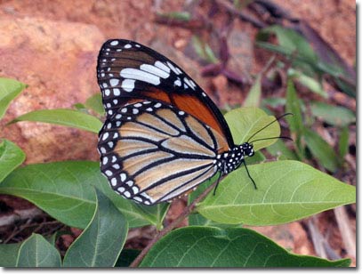 Picture 11 of New collection of butterflies on Phu Quoc Island