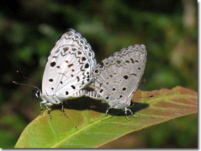 Picture 2 of New collection of butterflies on Phu Quoc Island
