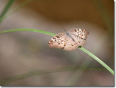 Picture 3 of New collection of butterflies on Phu Quoc Island