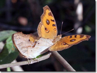 Picture 4 of New collection of butterflies on Phu Quoc Island