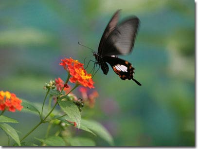 Picture 5 of New collection of butterflies on Phu Quoc Island