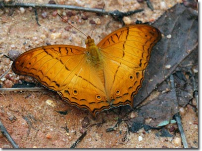 Picture 6 of New collection of butterflies on Phu Quoc Island