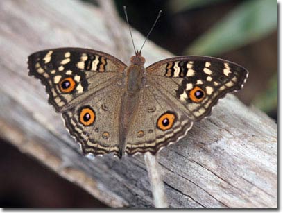 Picture 7 of New collection of butterflies on Phu Quoc Island