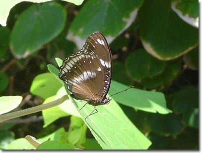 Picture 8 of New collection of butterflies on Phu Quoc Island
