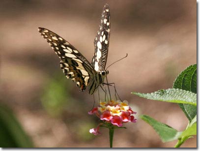 Picture 9 of New collection of butterflies on Phu Quoc Island