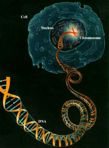 Picture 1 of New complexity is discovered in the human genome