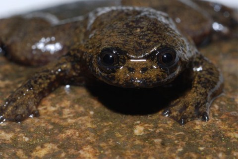 Picture 3 of New creatures at the Borneo rainforest