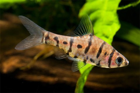 Picture 4 of New creatures at the Borneo rainforest