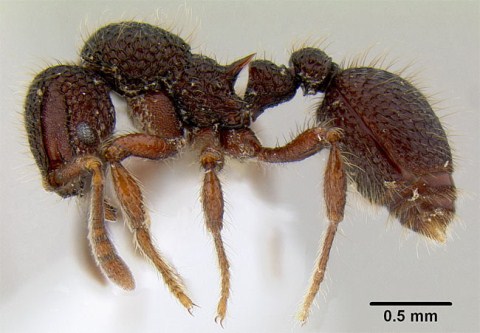Picture 5 of New creatures at the Borneo rainforest