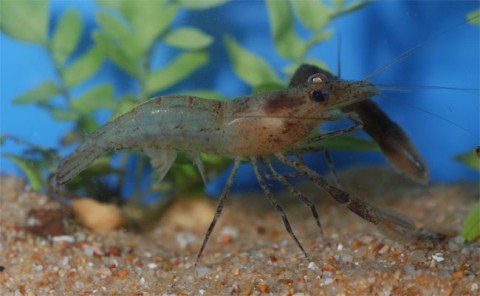 Picture 6 of New creatures at the Borneo rainforest