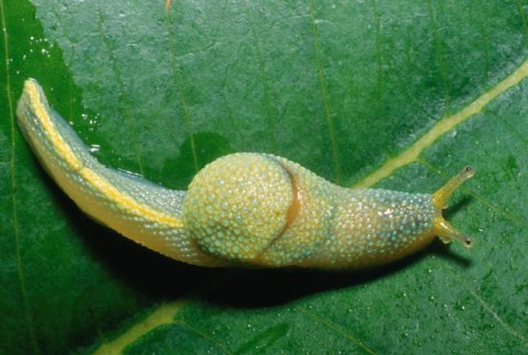 Picture 7 of New creatures at the Borneo rainforest