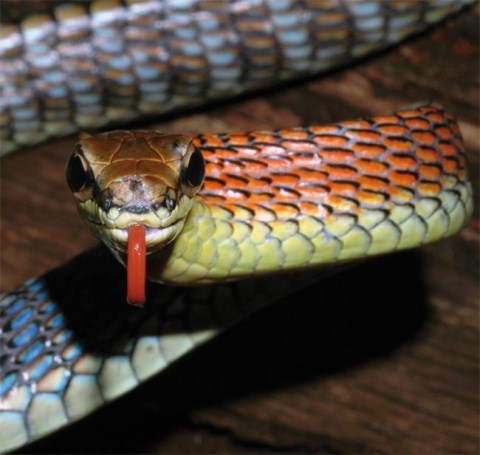 Picture 8 of New creatures at the Borneo rainforest