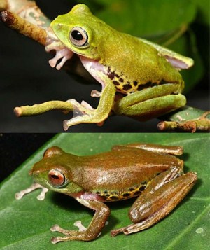 Picture 9 of New creatures at the Borneo rainforest
